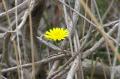 Foto de  Juanjo - Galería: Flores - Fotografía: Margarita entre ramas