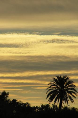 Fotografia de Juanjo - Galeria Fotografica: Delta del Ebro - Foto: Atardecer con palmera