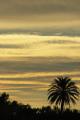 Fotos de Juanjo -  Foto: Delta del Ebro - Atardecer con palmera