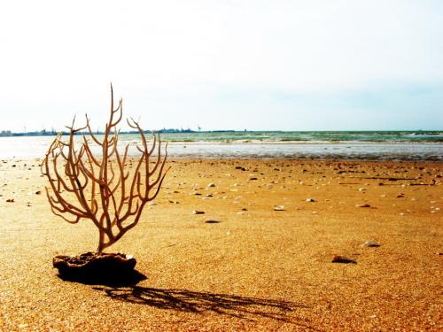 Fotografia de Santaolalla - Galeria Fotografica: desde la orilla - Foto: pequea gorgonia al sol