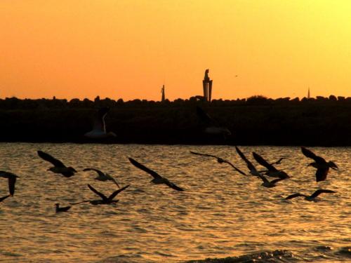 Fotografia de Santaolalla - Galeria Fotografica: desde la orilla - Foto: gaviotas