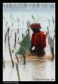 Foto de  Agustin Fernandez - Galería: Zanzibar Brushstrokes - Fotografía: Seaweed harveting