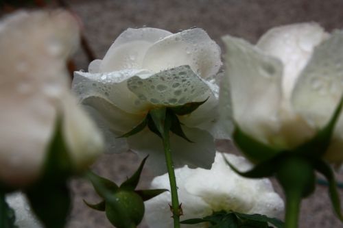 Fotografia de Glavia Photography - Galeria Fotografica: Rosas..siempre rosas.. - Foto: Tu entre todas..