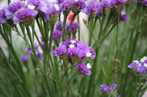 Fotografia de fernando - Galeria Fotografica: naturaleza - Foto: violeta								