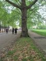 Foto de  Coraline - Galería: Londres - Fotografía: Green Park