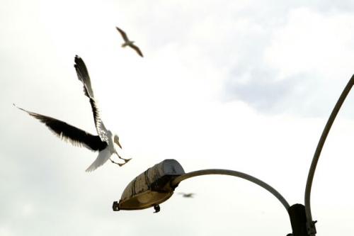 Fotografia de Claudio Seplveda A. - Galeria Fotografica: Pequea coleccion de aves - Foto: En maniobra de a terrizaje