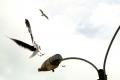 Foto de  Claudio Seplveda A. - Galería: Pequea coleccion de aves - Fotografía: En maniobra de a terrizaje