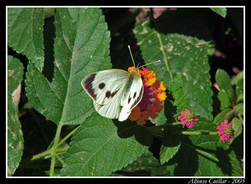 Fotografia de Sin Nombre - Galeria Fotografica: Primera Galeria - Foto: Mariposa