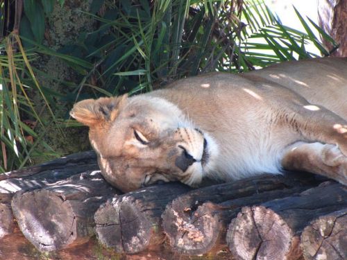 Fotografia de Denys Damasceno Rodrigues - Galeria Fotografica: Mais Zoo Bralia - Foto: 