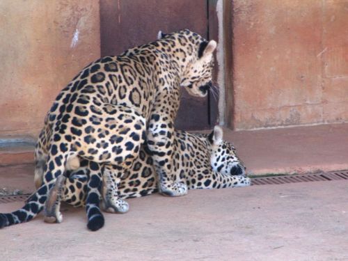 Fotografia de Denys Damasceno Rodrigues - Galeria Fotografica: Mais Zoo Bralia - Foto: 