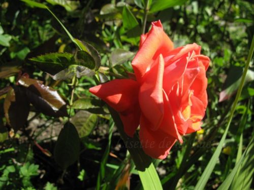 Fotografia de Chaillot - Galeria Fotografica: LAS FLORES DE MI JARDN. - Foto: 