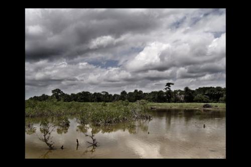 Fotografia de gabriel j. garcia - Galeria Fotografica: paisajes - Foto: paisaje de manglares . senegal