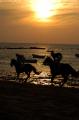 Fotos de Sin Nombre -  Foto: Carreras de Caballos - Atardecer en la playa