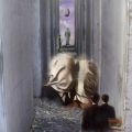 Foto de  adolfo de los santos - Galería: Arte fotogrfico - Fotografía: Magritte en el laberinto judo
