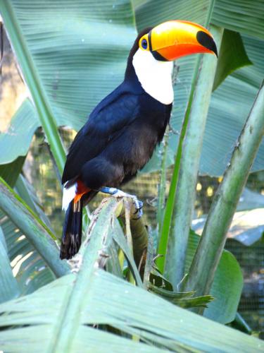 Fotografia de Sin Nombre - Galeria Fotografica: IGUAZ - ARGENTINA - Foto: Tucn - Parque das aves