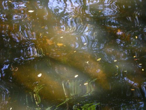 Fotografia de Sin Nombre - Galeria Fotografica: Buscando agua - Foto: 