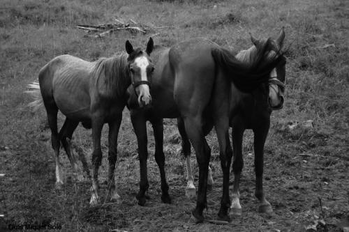 Fotografia de Llus Miquel Sol - Galeria Fotografica: ViSTaS De eSPaa 02 - Foto: Pirineo 07