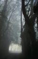 Foto de  Javier Sanz - Galería: Una visin intimista de la fotografia de la naturaleza - Fotografía: la niebla es intimidad