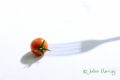 Foto de  Julian Barray - Galería: Gastro Photo - Fotografía: Tomate Cherry