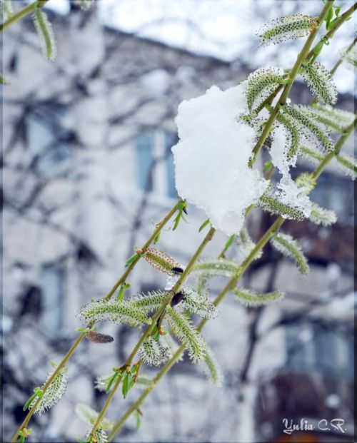 Fotografia de Yulia - Galeria Fotografica: Naturaleza - Foto: nieve y lo verde