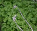 Foto de  bal - Galería: natura - Fotografía: conversa