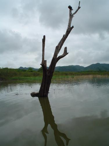 Fotografia de rinoceronte007 - Galeria Fotografica: Santa Rosa - Foto: Natura Muerta