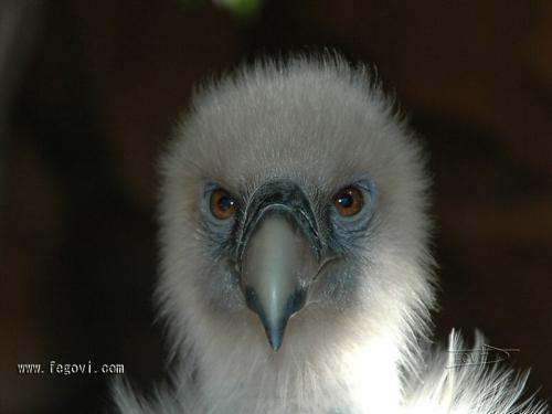 Fotos mas valoradas » Foto de fegovi - Galería: Aguilas y Vuitres - Fotografía: Mirada