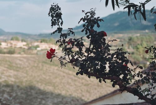 Fotografías menos votadas » Autor: Bananero creaciones - Galería: la costera - Fotografía: 