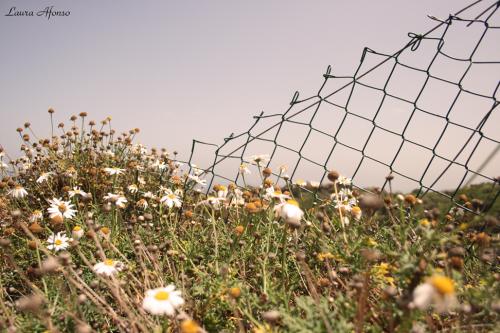 Fotografías menos votadas » Autor: Quis - Galería: Icod de los Vinos - Fotografía: Margaritas								