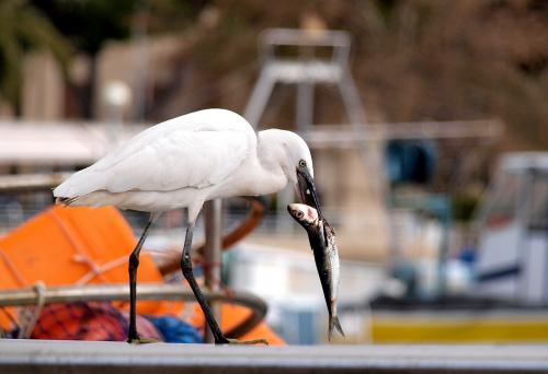 Fotografías menos votadas » Autor: Cardi - Galería: Mis tomas - Fotografía: Pescador								