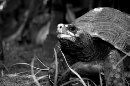 Fotos menos valoradas » Foto de rj paredes - Galería: Amateur - Fotografía: perseverancia