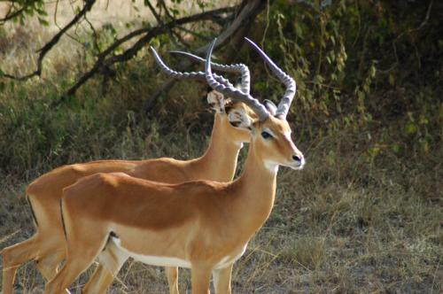 Fotos mas valoradas » Foto de rodas - Galería: AFRICA - Fotografía: INPALAS