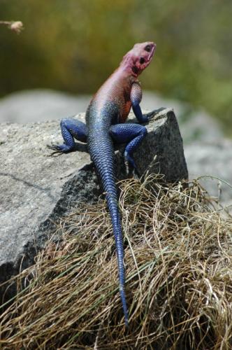 Fotos mas valoradas » Foto de rodas - Galería: AFRICA - Fotografía: LAGARTO DEL SERENG