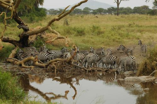 Fotos menos valoradas » Foto de rodas - Galería: AFRICA - Fotografía: MANADA