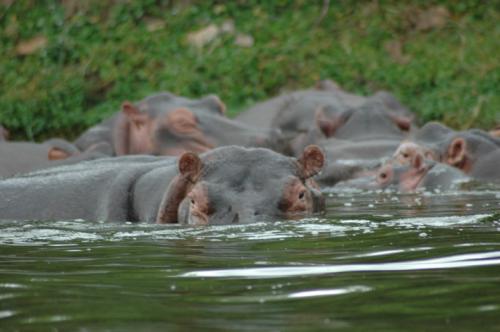 Fotos mas valoradas » Foto de rodas - Galería: AFRICA - Fotografía: HIPOPOTAMOS