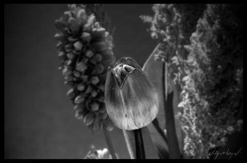 Fotos mas valoradas » Foto de VHAvilan - Galería: Bodegon - Fotografía: Flor de Madera