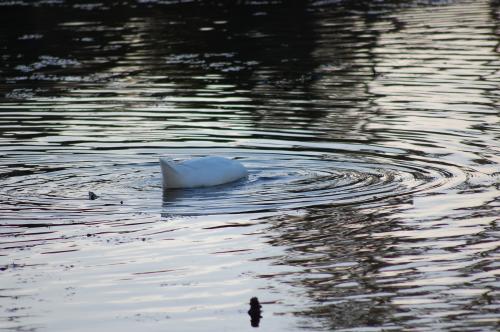 Fotografías menos votadas » Autor: fanayag - Galería: Paseo por Guadacorte - Fotografía: 								