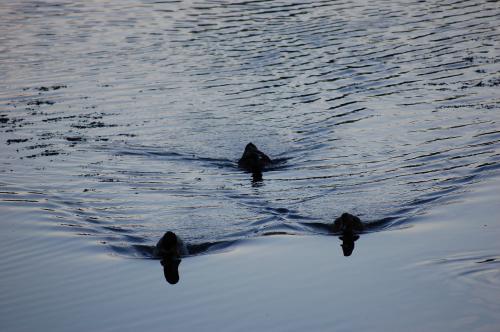 Fotografías menos votadas » Autor: fanayag - Galería: Paseo por Guadacorte - Fotografía: 								