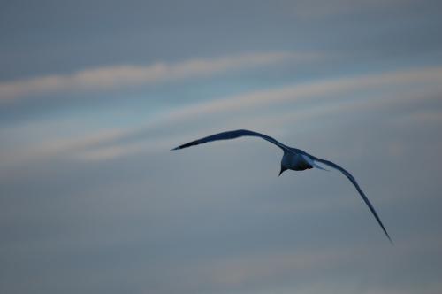 Fotografías menos votadas » Autor: fanayag - Galería: Paseo por Guadacorte - Fotografía: 								