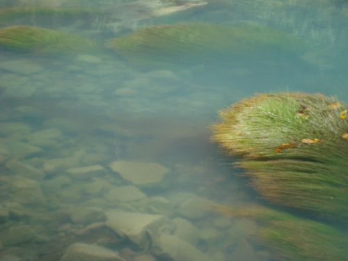 Fotografías menos votadas » Autor: Desiree - Galería: COSTA RICA!!! - Fotografía: RIO CELESTE