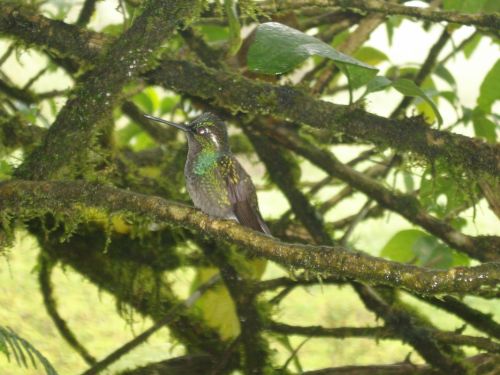 Fotografías menos votadas » Autor: Desiree - Galería: COSTA RICA!!! - Fotografía: UN COLIBRI EN SU M