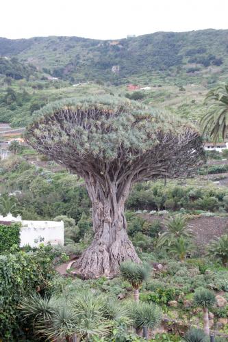 Fotos menos valoradas » Foto de cristian - Galería: TENERIFE - Fotografía: drago