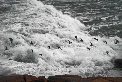 Fotografías menos votadas » Autor: nako - Galería: trazos del mar - Fotografía: surcando las olas