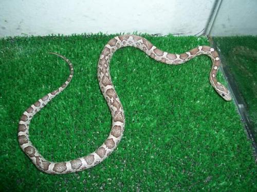 Fotografías menos votadas » Autor: Feliciano - Galería: Pantherophis guttatus - Fotografía: Ghost