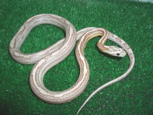 Fotografías menos votadas » Autor: Feliciano - Galería: Pantherophis guttatus - Fotografía: Motley Lineal Ghos