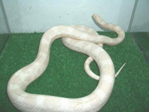 Fotografías mas votadas » Autor: Feliciano - Galería: Pantherophis guttatus - Fotografía: Snow