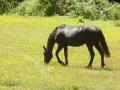 Miniatura Fotografías menos votadas » Fotografía: Caballo en Pradera