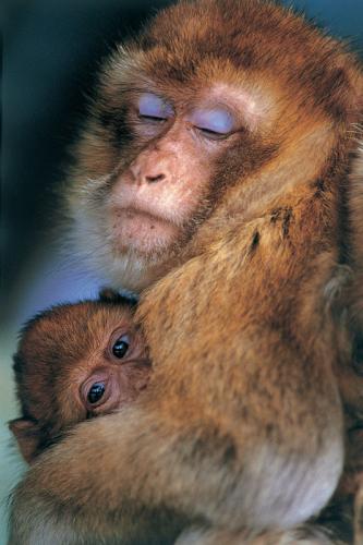 Fotos mas valoradas » Foto de Iaki Relanzon - Galería: Vida salvaje - Fotografía: Macaco de Barbera