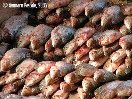 Fotografías menos votadas » Autor:  - Galería: EL RO DE LA VIDA - Fotografía: 