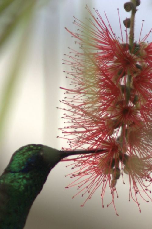 Fotografías menos votadas » Autor: rubenzavala70 - Galería: colibries - Fotografía: 